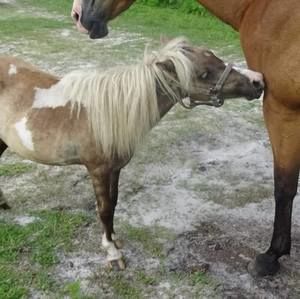 Meet your Posher, Tosklin